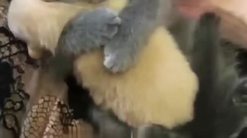 Million love cat 😻💖🐶 Cute kitten hugs puppy