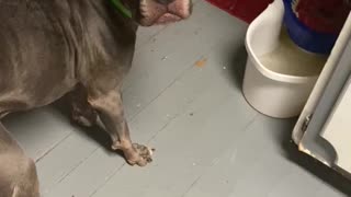 My beautiful pits.