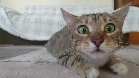 🐱Funny Cat Videos to Keep You Smiling Cutest And Funniest Cats Compilation TRY NOT TO LAUGH