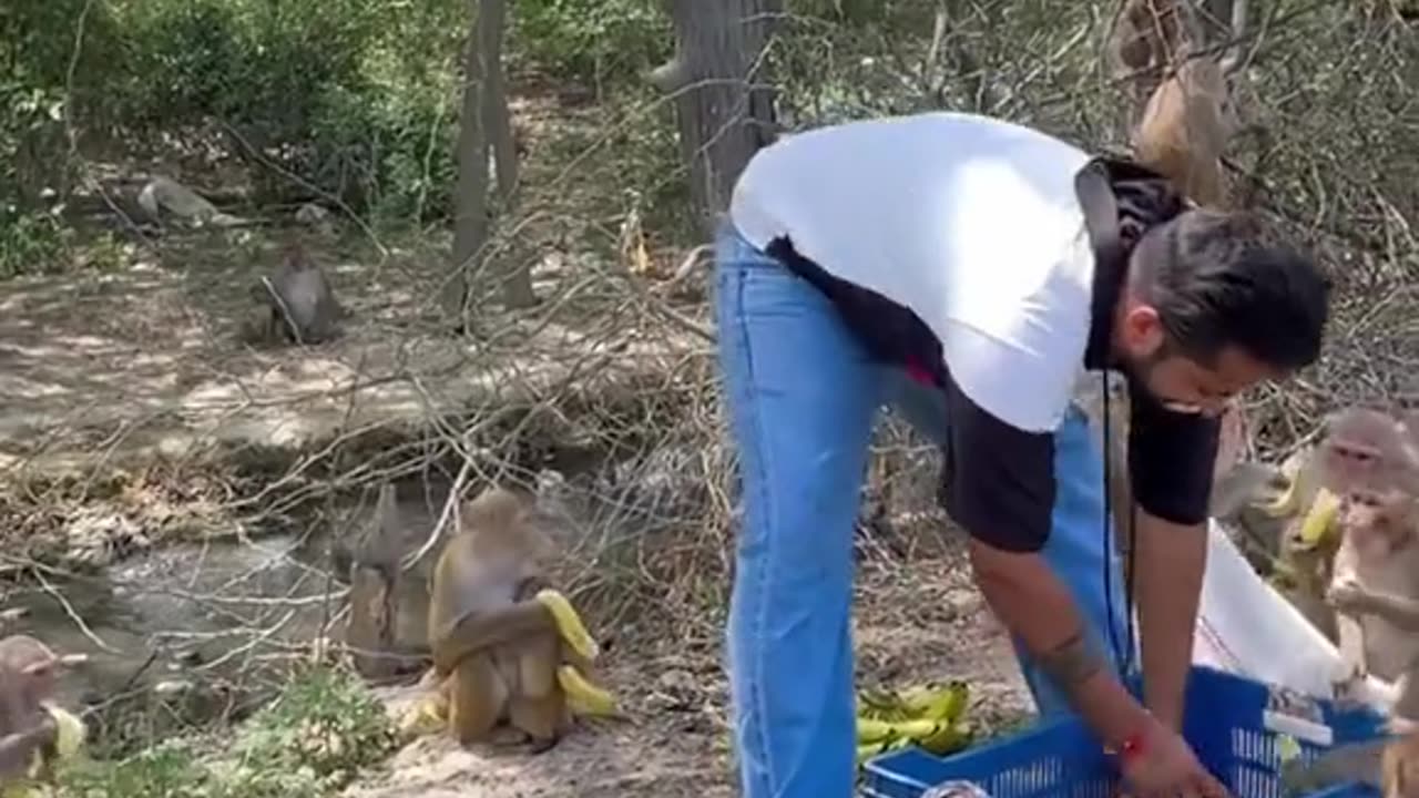Monkey as a Hanuman