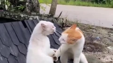 Funny cats fight