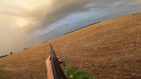 Interested in Pigeon hunting? You might need to watch this