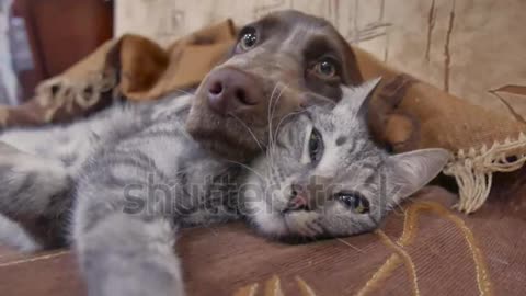 cat and a dog are sleeping together funny video3