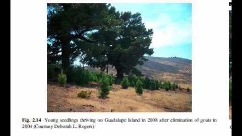 Alt-Tech S2 15 Radiata Pine Domestication Part 5