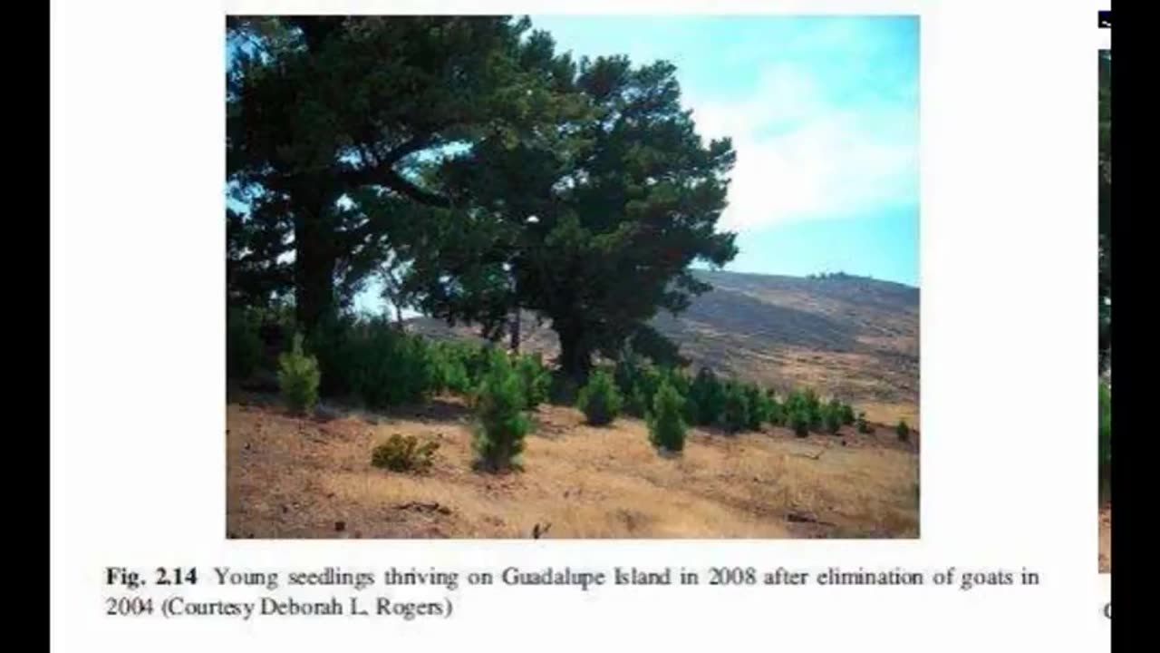 Alt-Tech S2 15 Radiata Pine Domestication Part 5