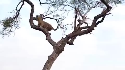 Leopard Hunts Monkey in a High-Stakes Treetop Chase!