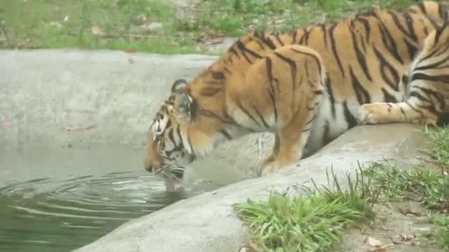 tiger
