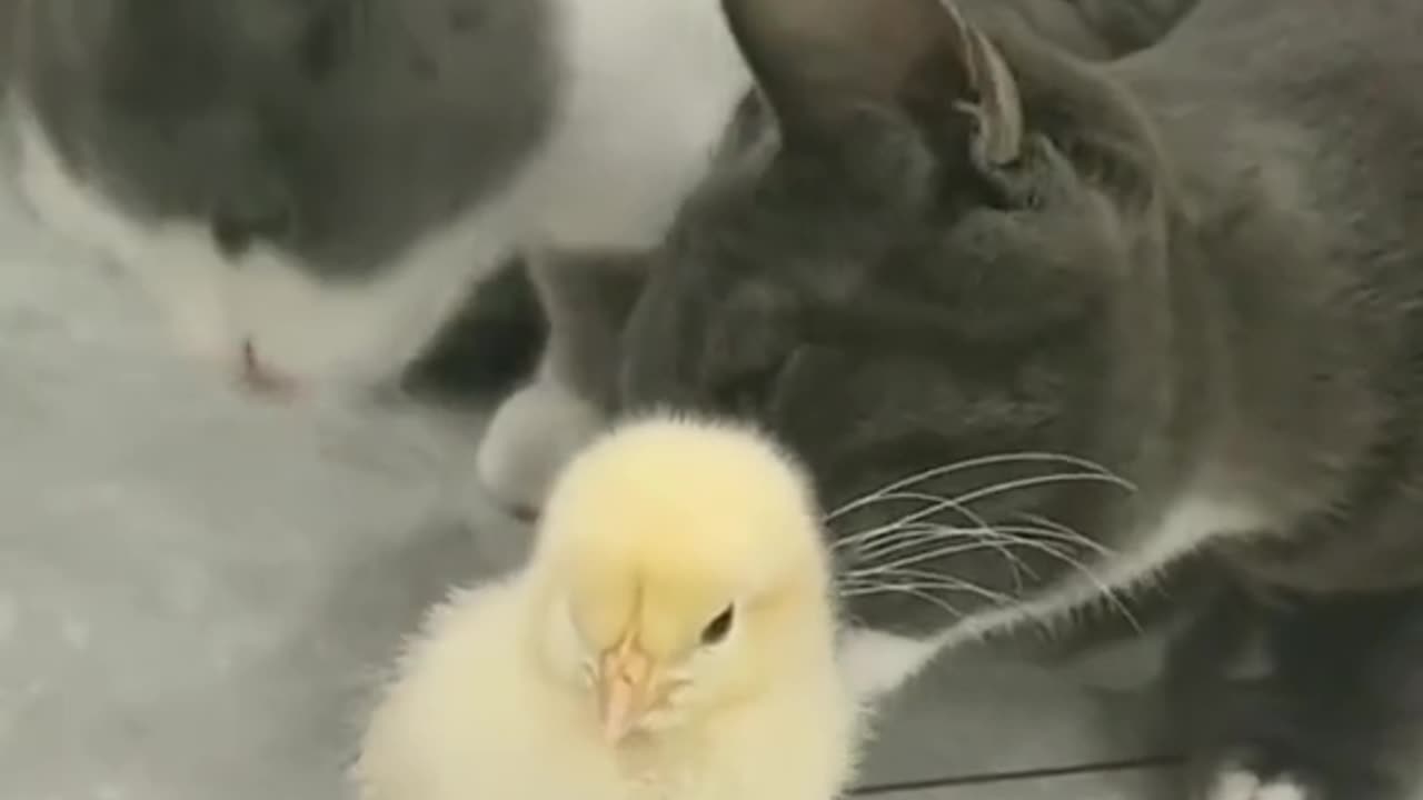"Unlikely Friendship: Cat Adores Bird's Baby"
