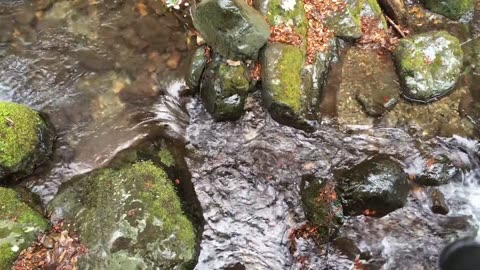 Nature Beauty video