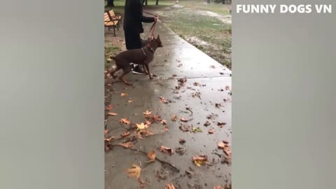 Funniest Animals Video - Funny Dogs And Cats - Try Not To Laugh Animals