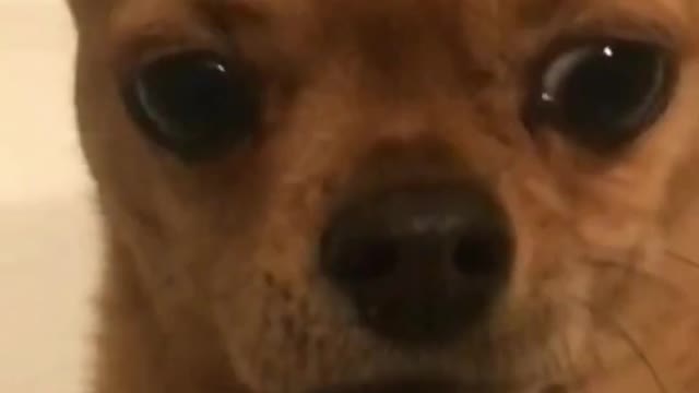 2022 Funny Animals Videos #4