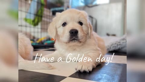5 week old golden puppies or little monster?😍💕