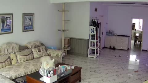 Samoyed is super cute