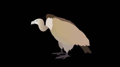 animal vulture beautiful and flat animation mg