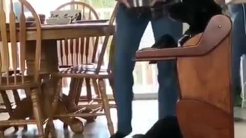 smart puppy