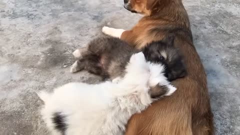 Cute puppy funny and cute dog videos compilation 2023