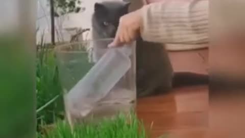 Funniest cats and dogs videos (2023)|funny animals videos try not to laugh complication #funny #cat