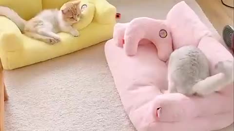 New sofas for cats 😌