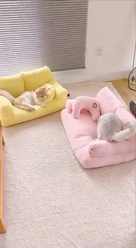 New sofas for cats 😌