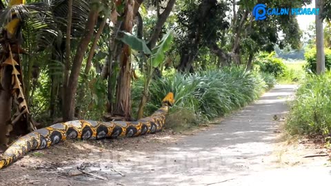 Funny Videos || Python Snake Prank Makes Messy || Original Makes Laughter 🤣🤣