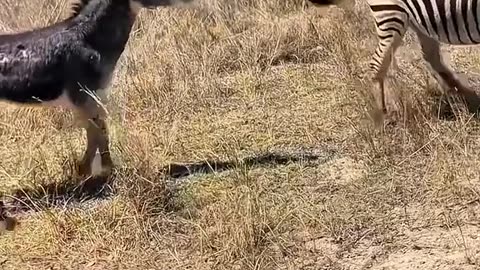 The power of Horse kicking