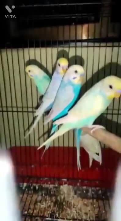 Budgies Full Information Video #budgies #budgiesinformation