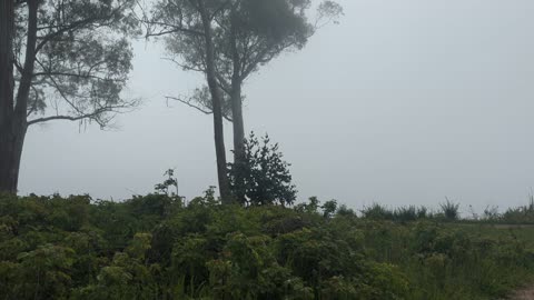 Fog, Sun and Trees... Monterey Bay, California.