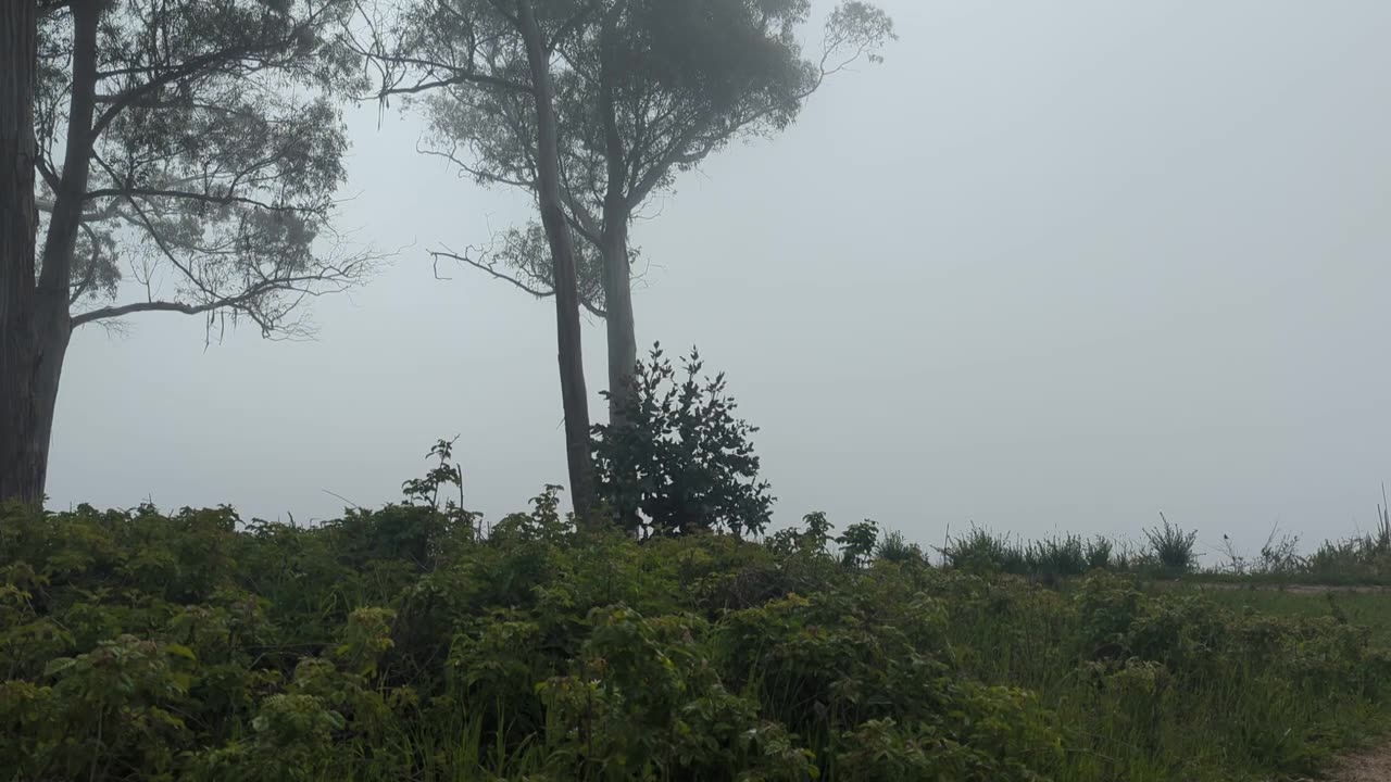Fog, Sun and Trees... Monterey Bay, California.