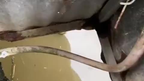Catfish eaten shits
