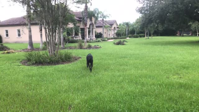 Funny Great Dane Scratches Her Itches With The Bushes