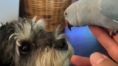 Rio’s parrot new friend #indianringnecksoftiktok #parrot #cute #dog #dogsoftiktok #fyp