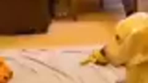Funny animal video