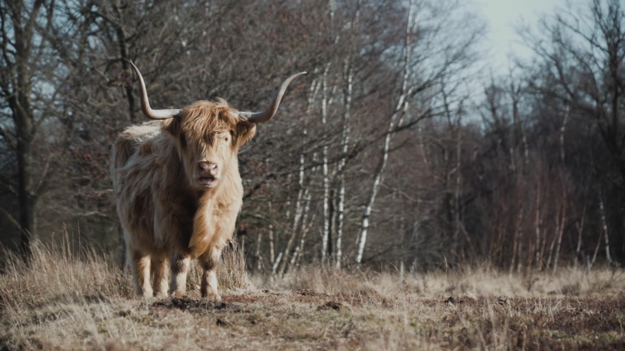 Cute Animal and nature in earth