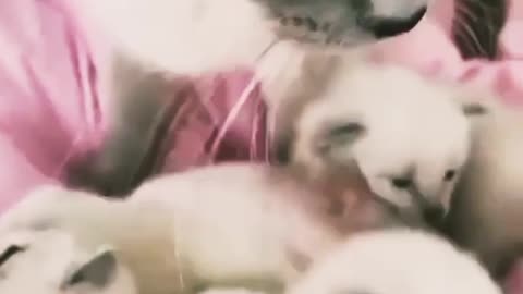 The mother cat took her kittens to bed