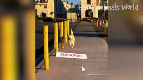 Funniest Dogs And Cats Videos 😅 - Best Funny Animal Videos 2023 😻 #17