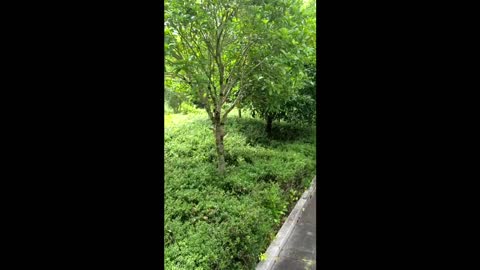 Hang out in the park