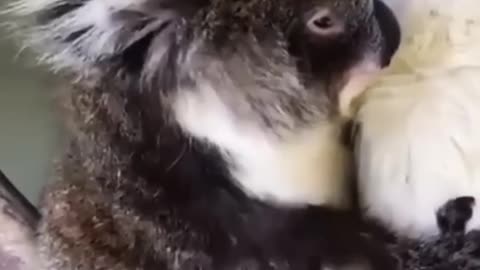 Cute animals🐵🐔🐶🐷