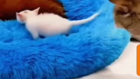 Mother Cat Tries to Take Her Kitten Away from Dogs