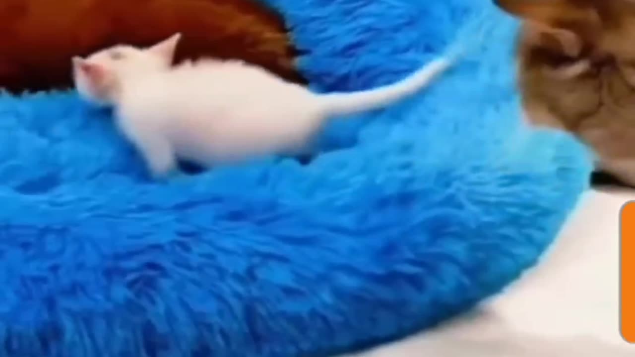 Mother Cat Tries to Take Her Kitten Away from Dogs