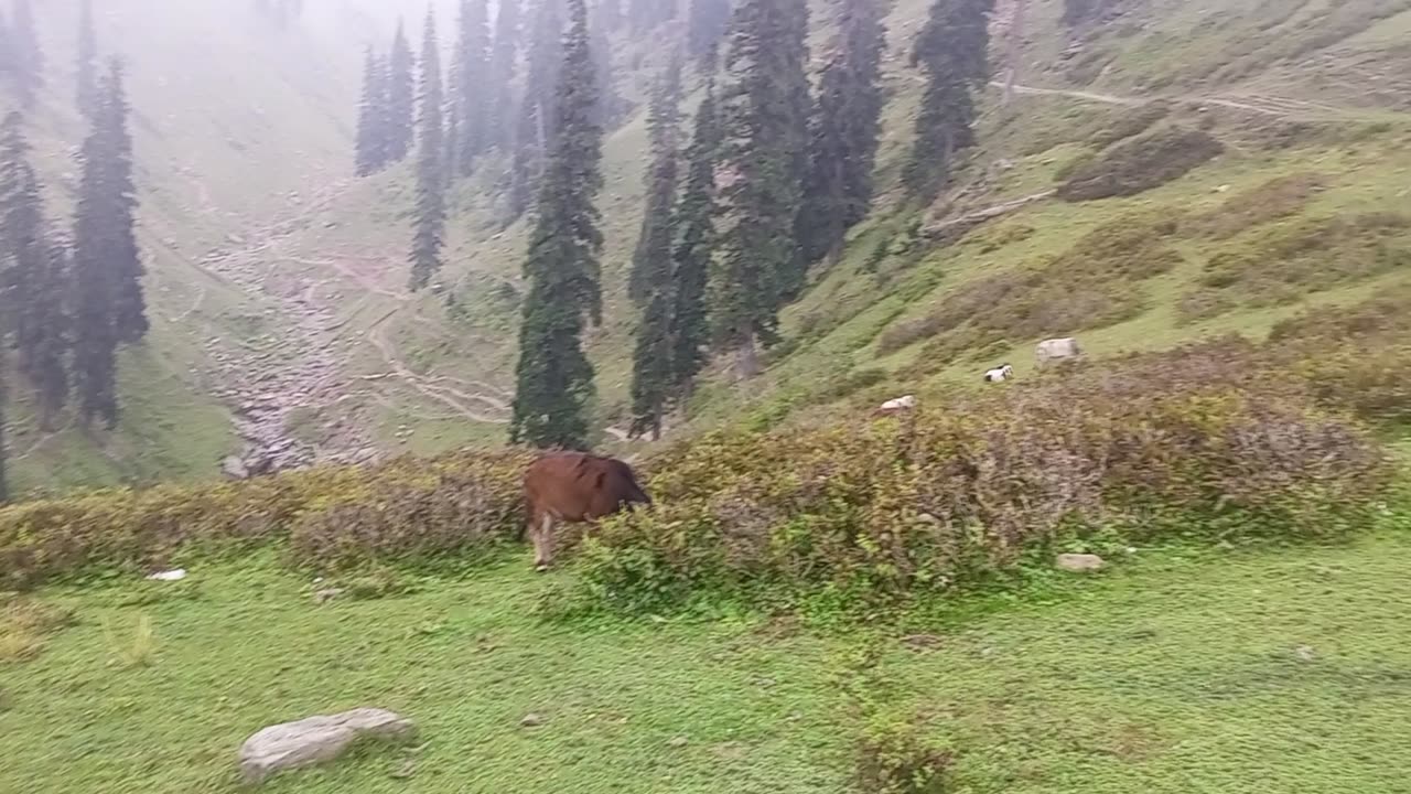 Siri Paye, Pakistan