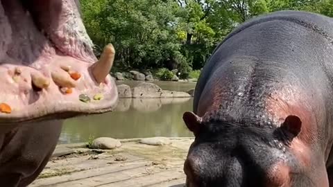The Hippo juicer flipped over