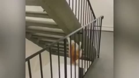 cats funny video2023 | dogs pets animals | funny video