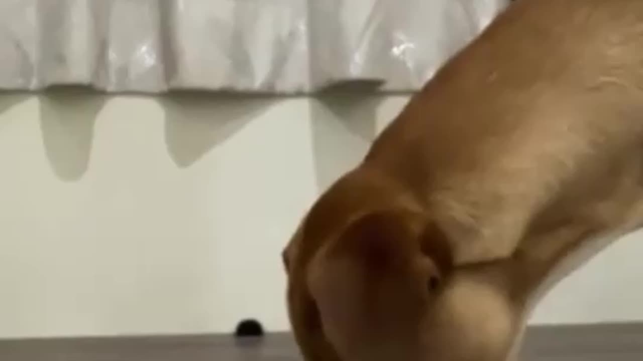 Dogs Eating Food Funny Video