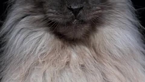 Most expensive cat