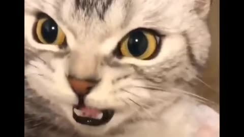 Funniest Cats 😹- Best Of The 2022 Funny Cat Videos🤣