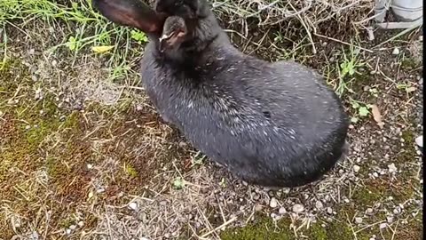 Cool food for a fall rabbit