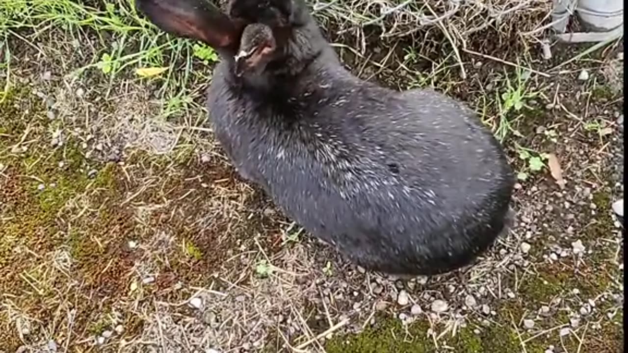 Cool food for a fall rabbit