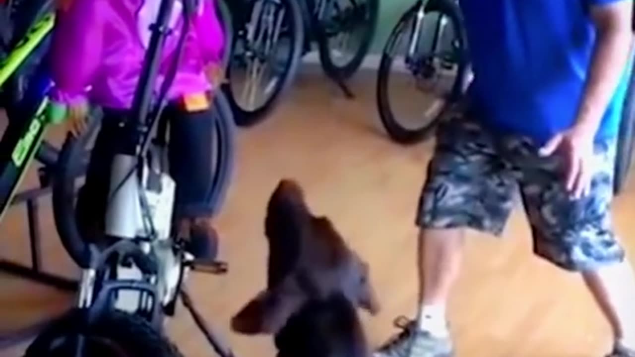 Funny as dogs
