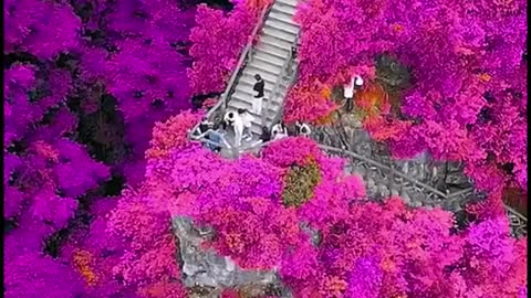 #flowers #scenery #foryou #fyp