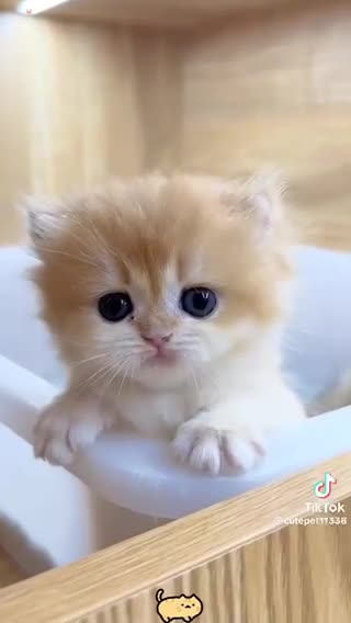 Cute lovely kittens cat lovers So cute